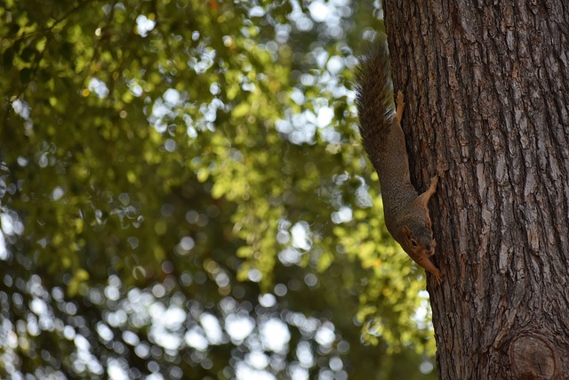 比赛中球队 比赛中球队