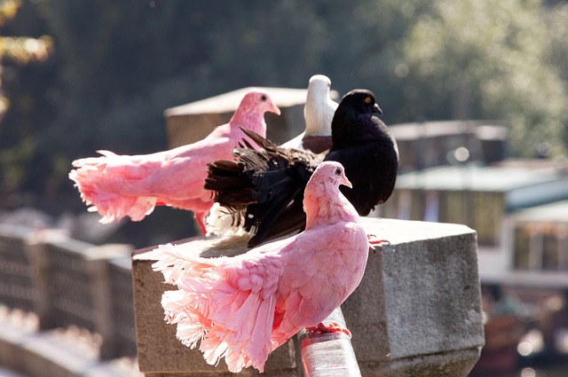 籃球名人堂 籃球名人堂